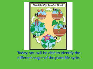 Life Cycle of a plant and Conifer