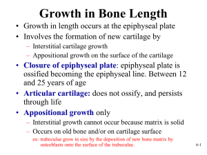 Skeletal System: Bones and Bone Tissue