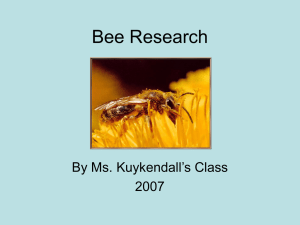 Honey Bee Communication