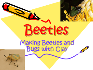 Clay Beetles Power Point