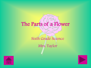 The Parts of a Flower PowerPoint