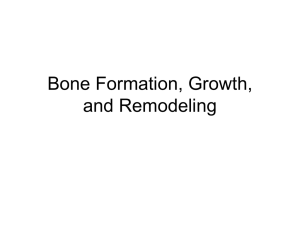 Bone Formation , Growth, and Remodeling