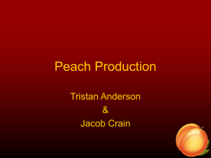 Peach Production