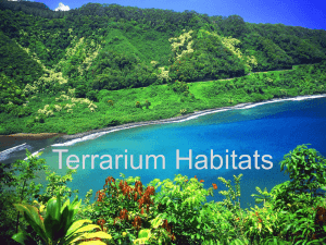 Terrarium Habitats