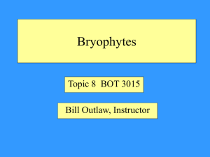 08--Bryophytes