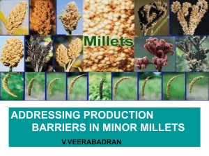 Addressing Production Barriers in Minor Millets