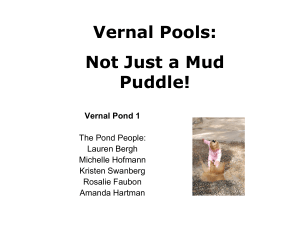 Vernal Pond 1