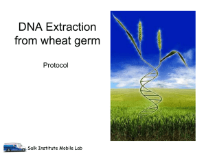 DNA Extraction from wheat germ