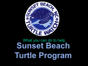 HERE - the Sunset Beach Sea Turtle Watch