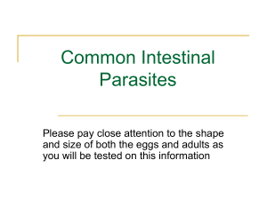 Common Intestinal Parasites