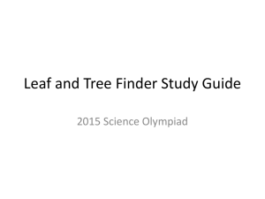 Leaf and Tree Finder Practice