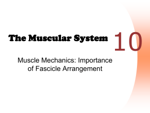 Muscles - Lever Systems - 2013