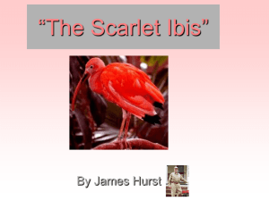 The Scarlet Ibis - Pioneer Central Schools