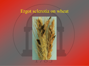 Ergot sclerotia on wheat