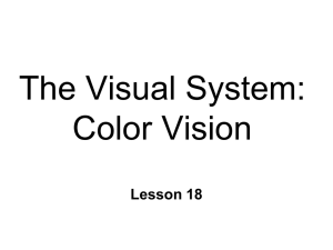The Visual System: Color Vision