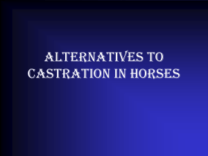 Alternatives to castration in horses
