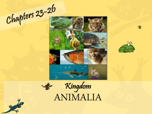 Chapter 23-26 Animal Kingdom