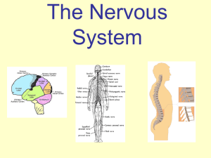 Nervous SystemEndocrineSystem2014