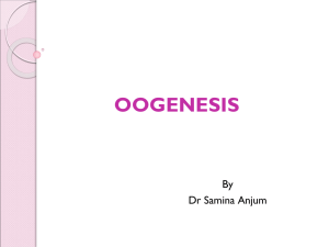 3-Oogenesis