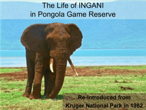 You can spare the life of Ngani an elephant bull at Pongola Game