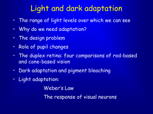 Light and dark adaptation