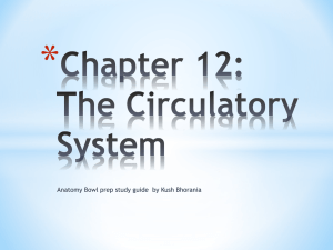 Chapter 12: The Circulatory System