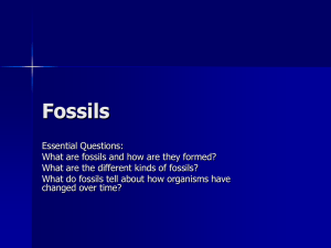 Fossils - Moore Middle School