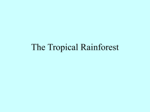 Rainforest Images Powerpoint