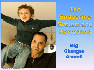 Endocrine System and Hormones