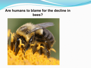Bees_in_decline