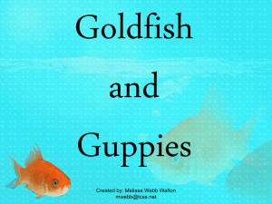 Goldfish and Guppies
