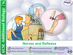 Nerves and Reflexes