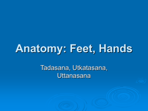 Anatomy: Feet, Hands