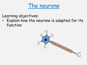 Lesson 4_The neurone