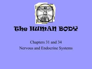 Chapters 31 and 34 - Nervous Endocrine