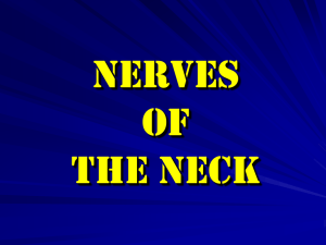 Branches of Vagus Nerve