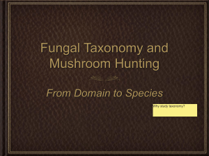 Fungal Taxonomy