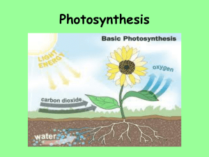 Photosynthesis/Respiration - Ms. George`s Science Class