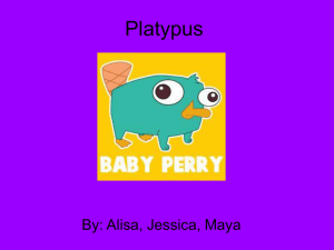 Platypus - Webersarmy.com