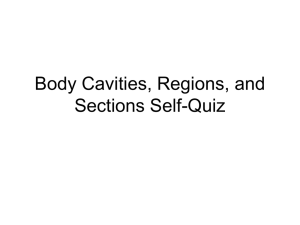 Body Cavities and Sections Self-Quiz