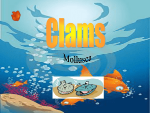 Clams- Powerpoint