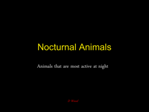 Nocturnal Animals 2