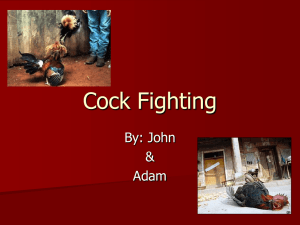 Cock Fighting - Evansville Spanish 1