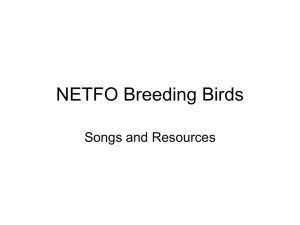 NETFO Breeding Birds - Tyler Audubon Society