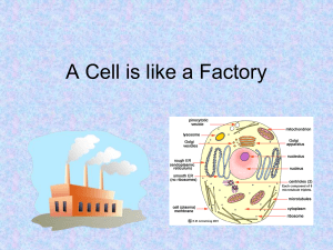 A Cell is like a Factory[1]