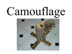 PowerPoint Presentation - Camouflage