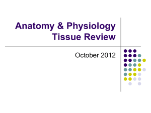 Anatomy & Physiology Tissue Review