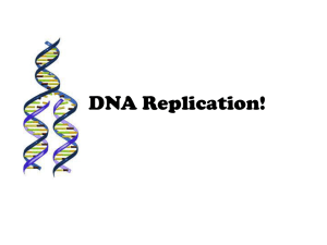 DNA Replication!