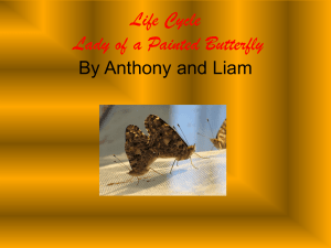 Life Cycle Anthony & Liam