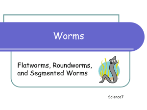 worm - Montville.net
